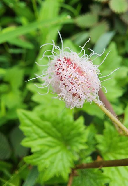 A wispy pink flower against green leaves