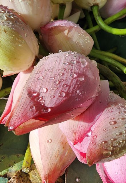 Lotus buds covered in raindrops