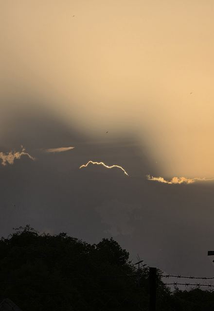 Storm clouds edged with light above a line of trees